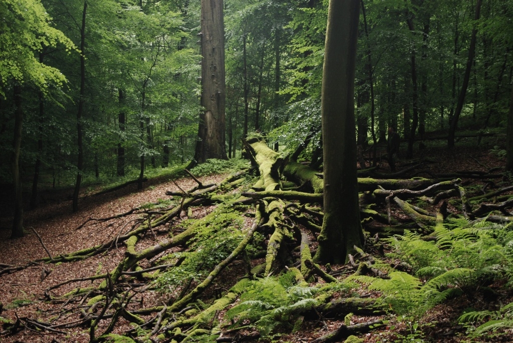 beschermde-gebieden-zonienwoud-erkend-als-werelderfgoed-nl-3232.jpg