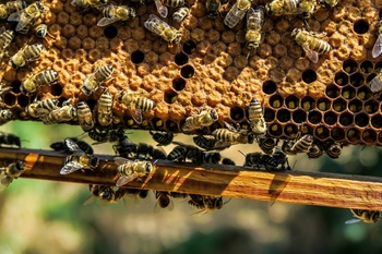 imkers-opleiden-om-de-strijd-tegen-bijensterfte-aan-te-binden-nl-3469.jpg