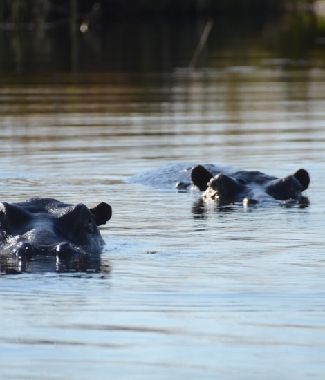 Nijlpaarden in Okavango (c) Unesco - Guy Debonnet.jpg
