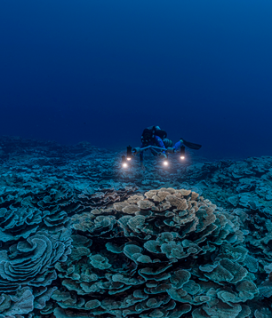 Bijzonder groot ongerept koraalrif ontdekt voor de kust van Tahiti.png