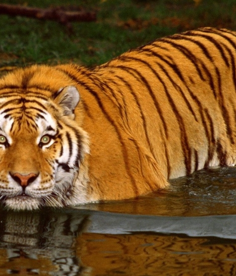 oranje-licht-voor-iconisch-natuurgebied-in-bangladesh-nl-3116.jpg
