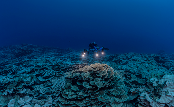 Bijzonder groot ongerept koraalrif ontdekt voor de kust van Tahiti.png
