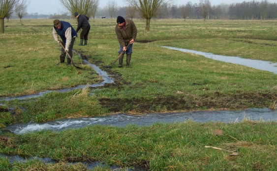 Witteren in de vloeiweide in Lommel-Kolonie.jpg