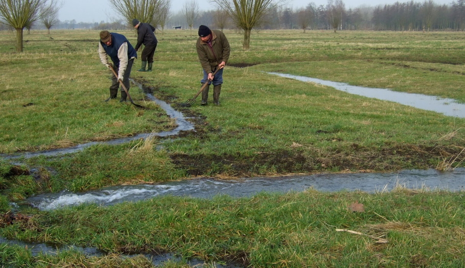 Witteren in de vloeiweide in Lommel-Kolonie.jpg